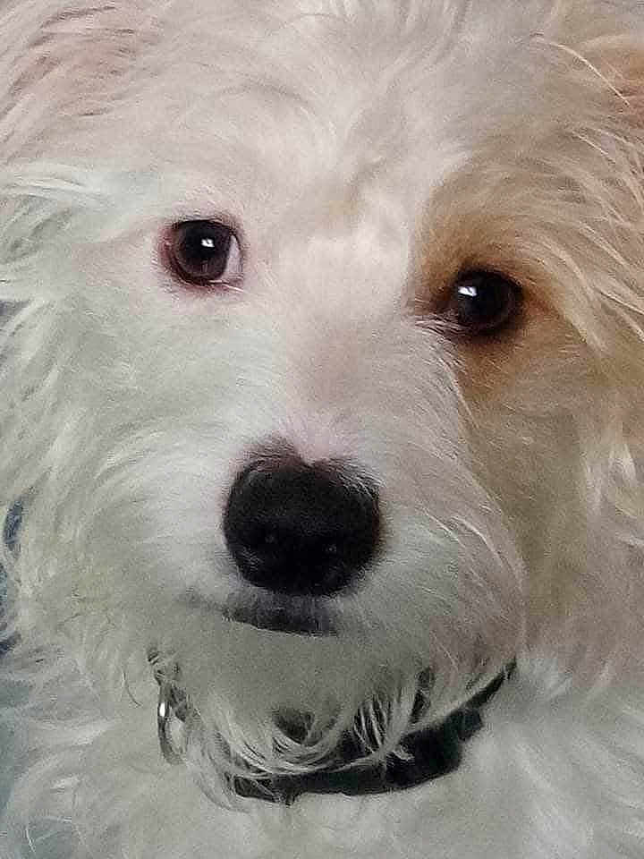 Toby is registered to the contest to win money with this photo: dog, close_up, white_fur, fluffy, pet, animal, collar, portrait, cute, face, nose, eyes, fur, domestic_animal, mammal, looking, canine, whiskers, expression, indoors