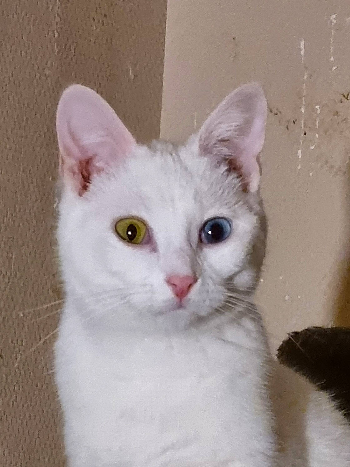 Thiriel participe au concours pour gagner de l'argent avec cette photo : carnivore, cat, creative_arts, domestic_short_haired_cat, felidae, fur, no_expression, small_to_medium_sized_cats, snout, tail, terrestrial_animal, whiskers