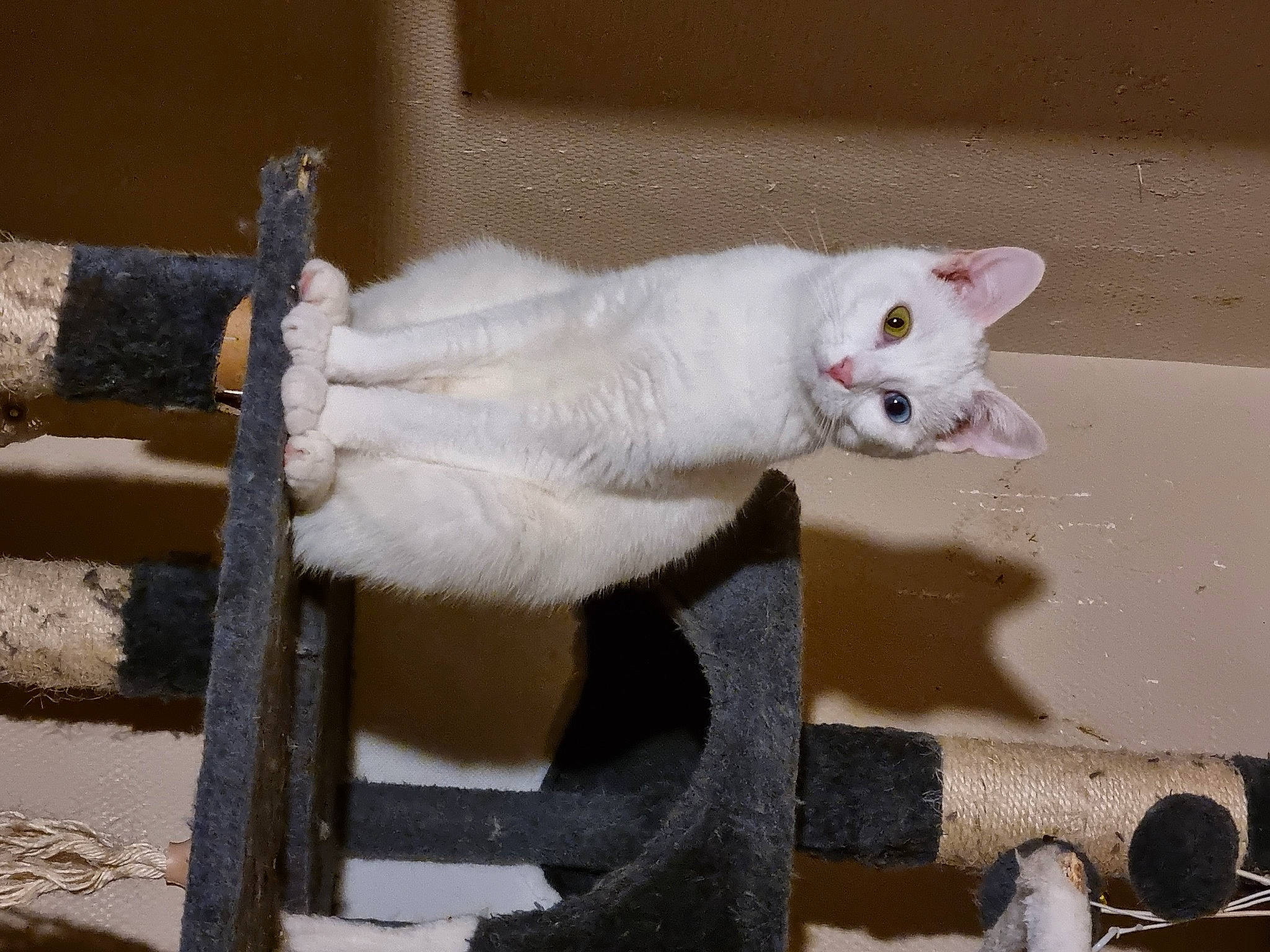 Thiriel participe au concours pour gagner de l'argent avec cette photo : carnivore, cat, composite_material, domestic_short_haired_cat, fawn, felidae, fur, gas, metal, paw, small_to_medium_sized_cats, tail, whiskers, white, wood