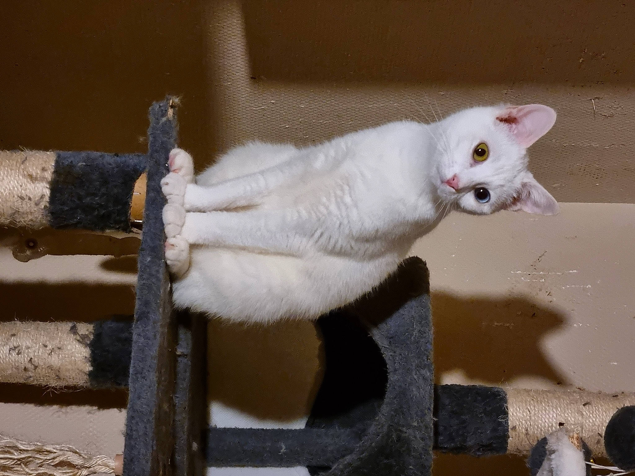 Thiriel a rejoint le concours — aidez-le/la à gagner de superbes lots ! carnivore, cat, claw, domestic_short_haired_cat, eye, fang, fawn, felidae, fur, head, paw, plaster, small_to_medium_sized_cats, snout, tail, whiskers, wood