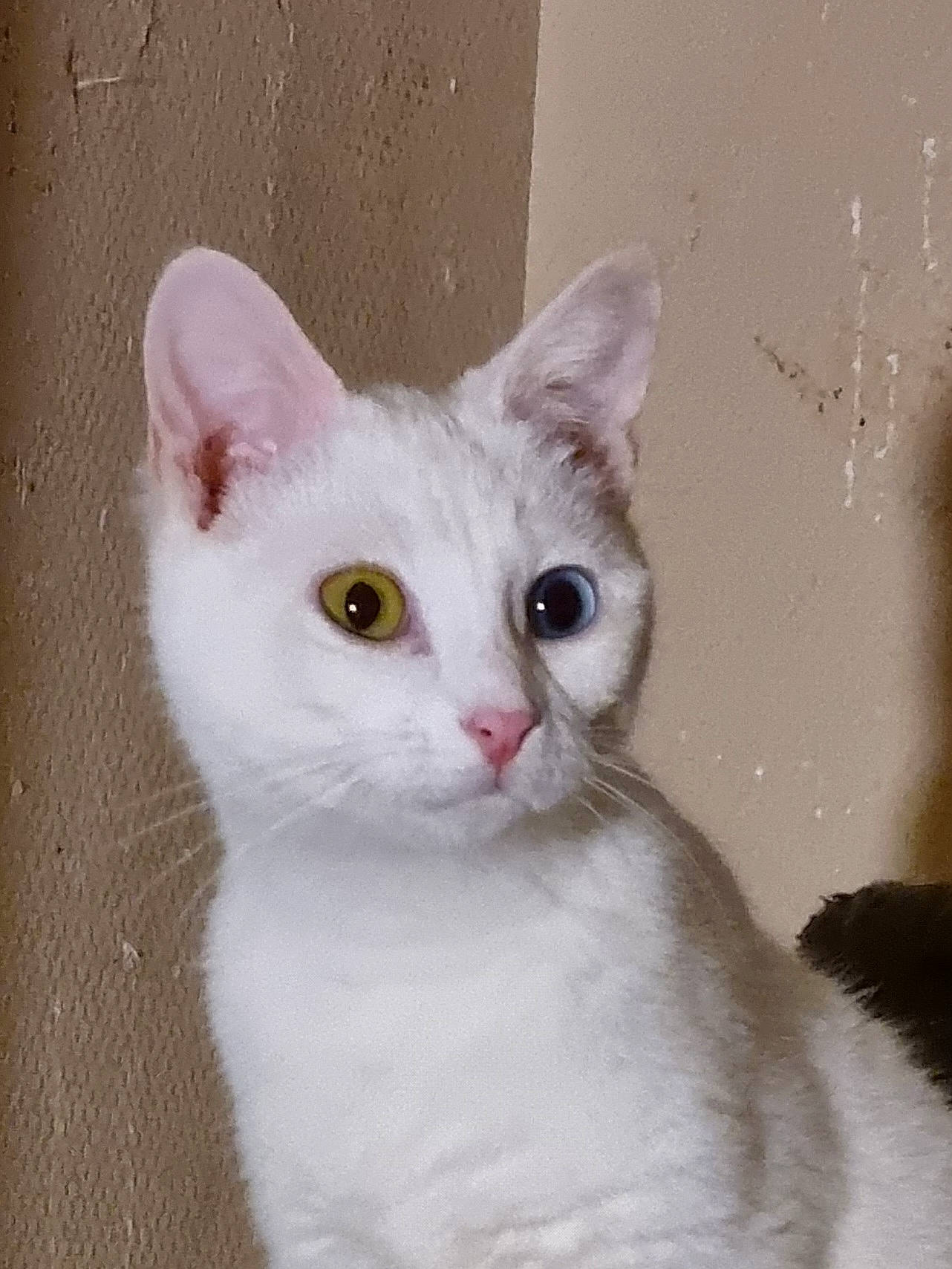 Thiriel a rejoint le concours — aidez-le/la à gagner de superbes lots ! carnivore, cat, domestic_short_haired_cat, ear, eye, felidae, fur, iris, no_expression, small_to_medium_sized_cats, snout, tail, terrestrial_animal, whiskers, window