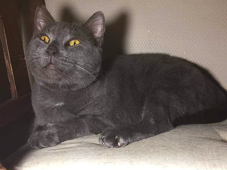 Gribouille Et Neptune a rejoint le concours — aidez-le/la à gagner de superbes lots ! black_cat, carnivore, cat, claw, comfort, domestic_short_haired_cat, eye, felidae, fur, grey, iris, monochrome, monochrome_photography, paw, sitting, small_to_medium_sized_cats, snout, tail, terrestrial_animal, whiskers