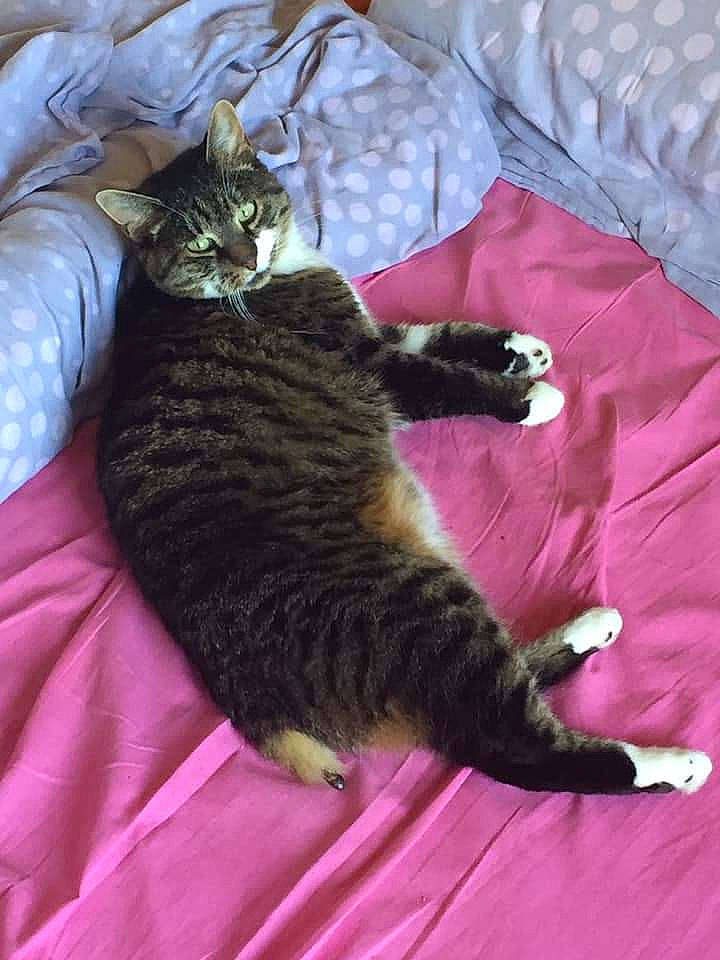 Gribouille Et Neptune participe au concours pour gagner de l'argent avec cette photo : bed, carnivore, cat, claw, comfort, domestic_short_haired_cat, felidae, fur, linens, magenta, paw, small_to_medium_sized_cats, tail, terrestrial_animal, textile, whiskers