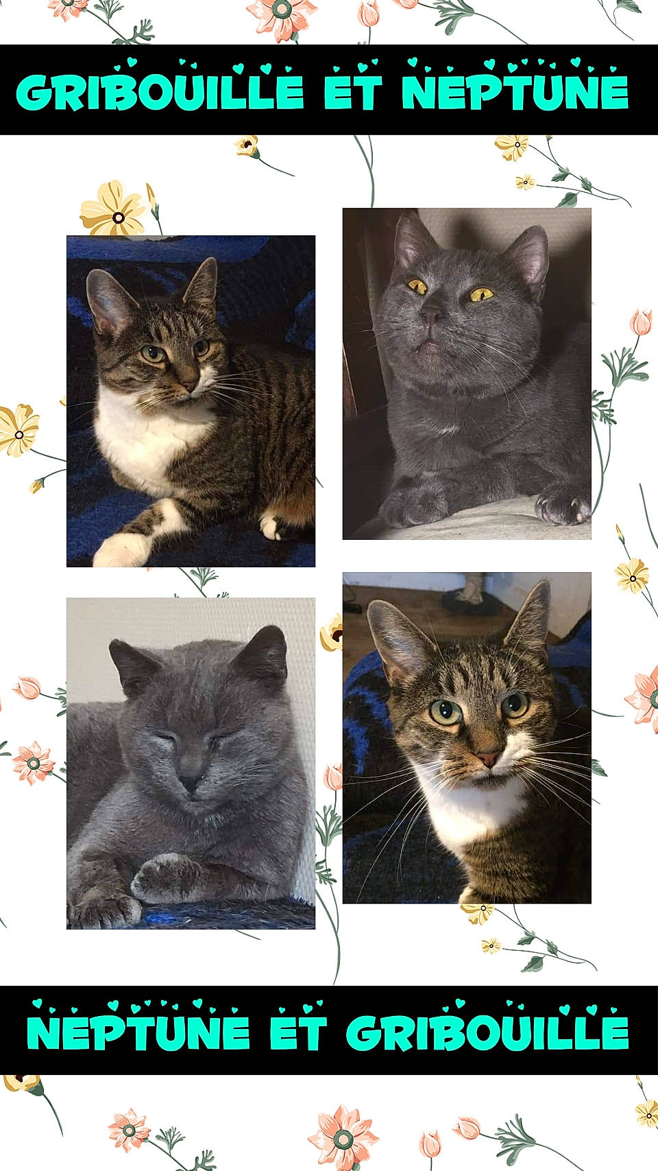 Gribouille Et Neptune