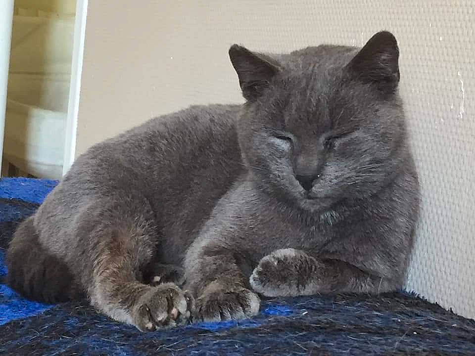 Gribouille Et Neptune a rejoint le concours — aidez-le/la à gagner de superbes lots ! carnivore, cat, claw, domestic_short_haired_cat, felidae, fur, grey, russian_blue, small_to_medium_sized_cats, terrestrial_animal, whiskers