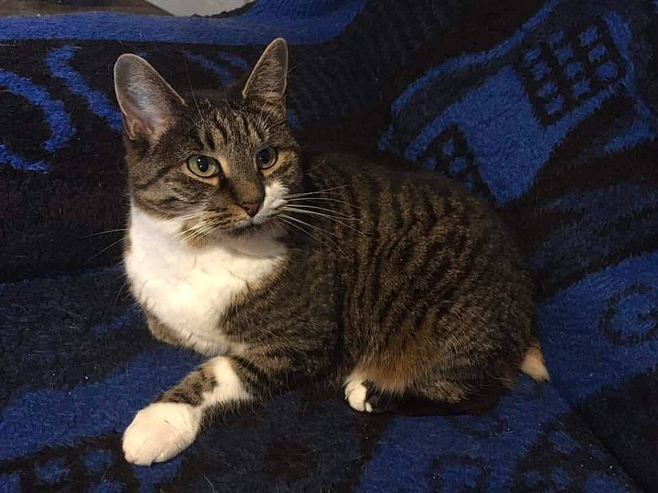 Gribouille Et Neptune a rejoint le concours — aidez-le/la à gagner de superbes lots ! carnivore, cat, claw, domestic_short_haired_cat, felidae, fur, paw, small_to_medium_sized_cats, snout, tail, terrestrial_animal, whiskers, wildlife