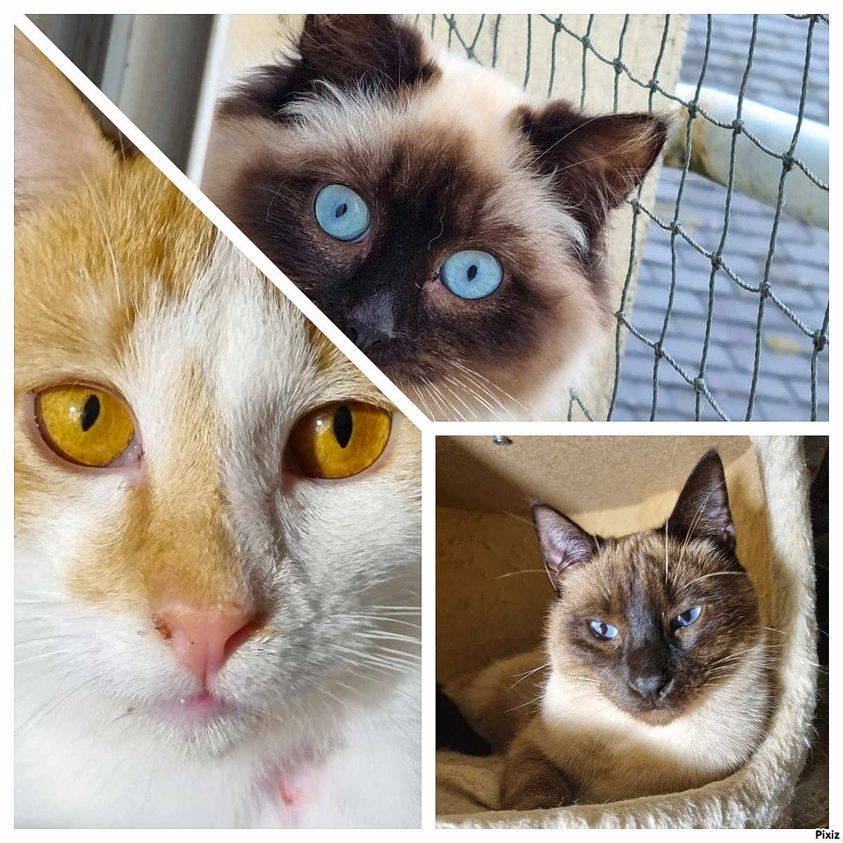 Taho Tuccia Télémaque