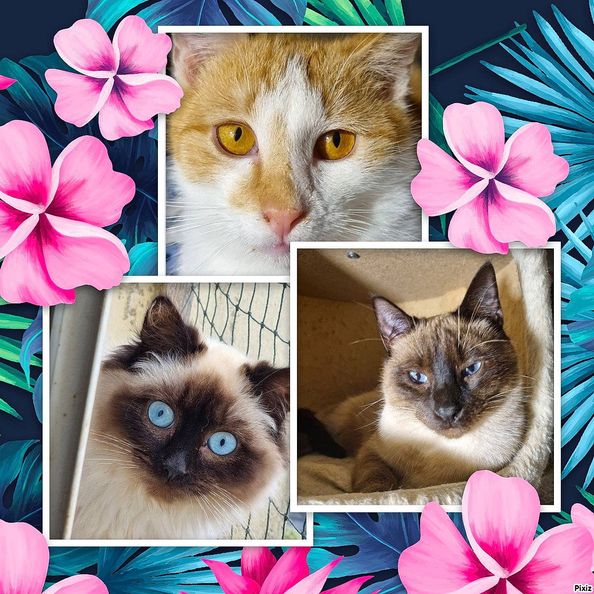 Taho Tuccia Télémaque a rejoint le concours — aidez-le/la à gagner de superbes lots ! art, carnivore, cat, facial_expression, fawn, felidae, flower, iris, mammal, morning, organism, petal, photo_caption, photograph, plant, siamese, small_to_medium_sized_cats, snapshot, vertebrate, whiskers