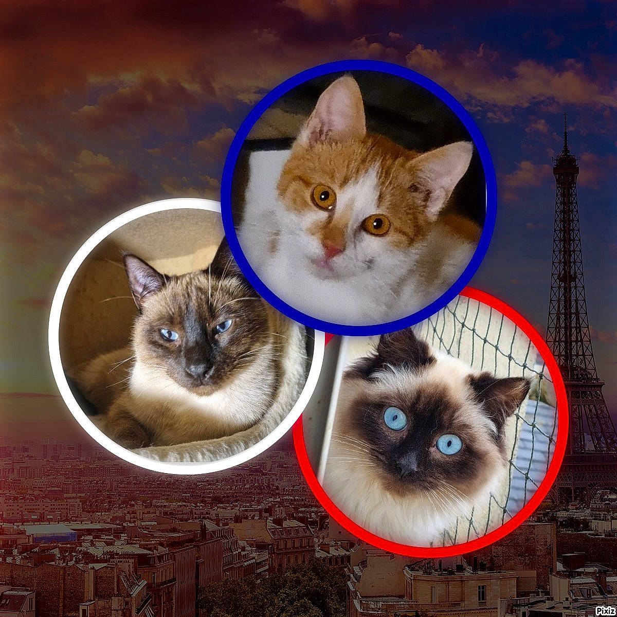 Taho Tuccia Télémaque a rejoint le concours — aidez-le/la à gagner de superbes lots ! art, balinese, blue, carnivore, cat, cat_supply, domestic_short_haired_cat, electric_blue, fawn, felidae, fur, iris, paw, pet_supply, photo_caption, siamese, small_to_medium_sized_cats, snout, tail, whiskers