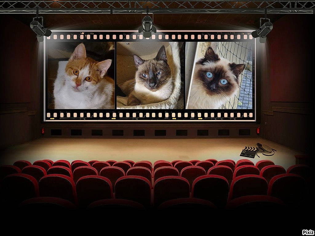 Taho Tuccia Télémaque a rejoint le concours — aidez-le/la à gagner de superbes lots ! art, carnivore, cat, display_device, electronic_device, entertainment, event, fawn, felidae, interior_design, light, line, projection_screen, rectangle, room, small_to_medium_sized_cats, tail, technology, textile, whiskers