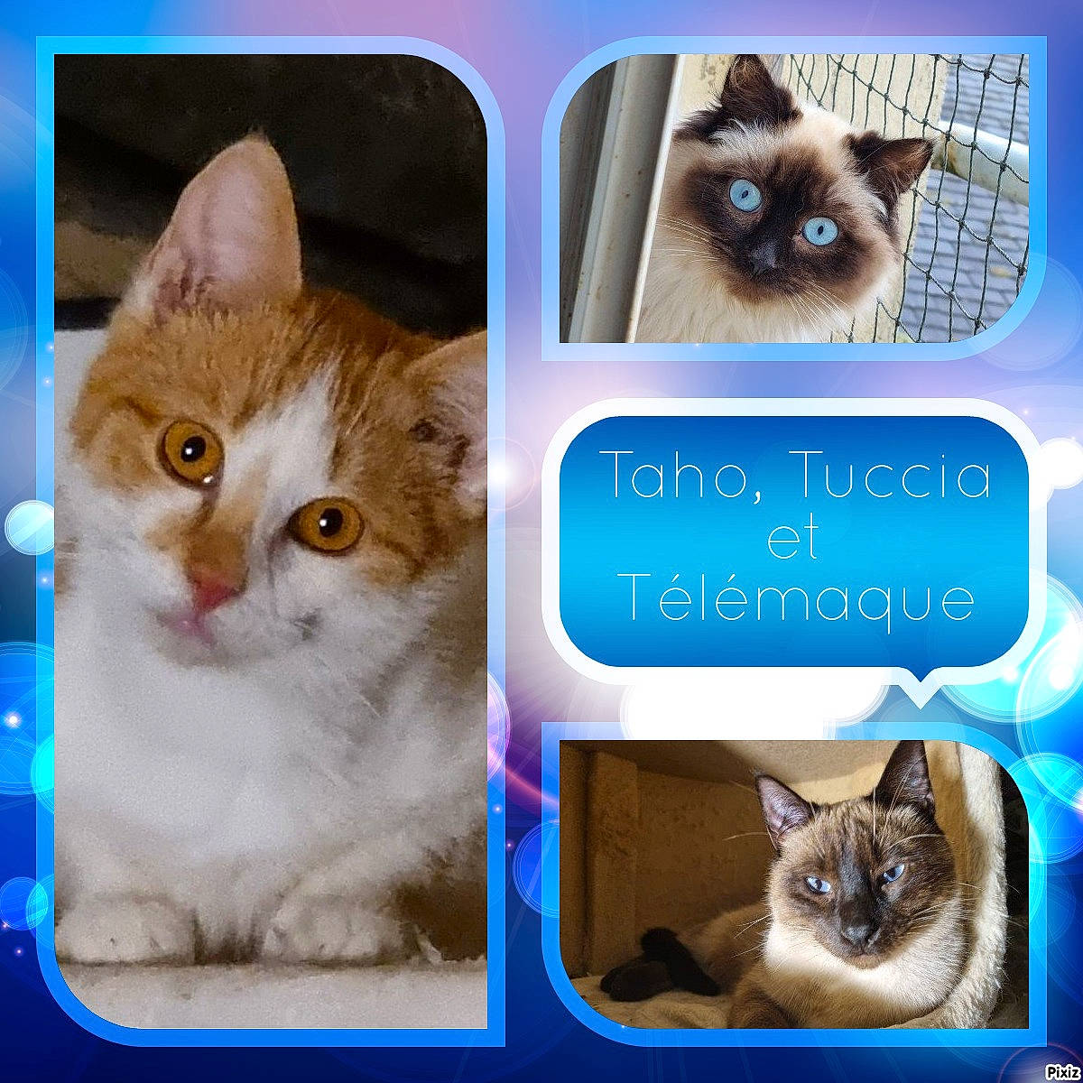 Taho Tuccia Télémaque a rejoint le concours — aidez-le/la à gagner de superbes lots ! blue, carnivore, cat, collage, electric_blue, fawn, felidae, font, fur, internet_meme, iris, mammal, organism, photo_caption, siamese, small_to_medium_sized_cats, snapshot, snout, vertebrate, whiskers