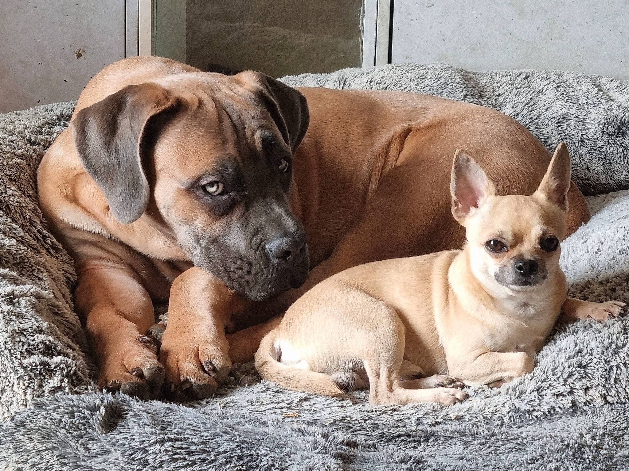 Rocket Et Uhlan participe au concours pour gagner de l'argent avec cette photo : ancient_dog_breeds, bored, canidae, carnivore, comfort, companion_dog, corgi_chihuahua, dog, dog_breed, dog_supply, fawn, non_sporting_group, puppy, snout, sporting_group, terrestrial_animal, toy_dog, whiskers, working_animal, wrinkle