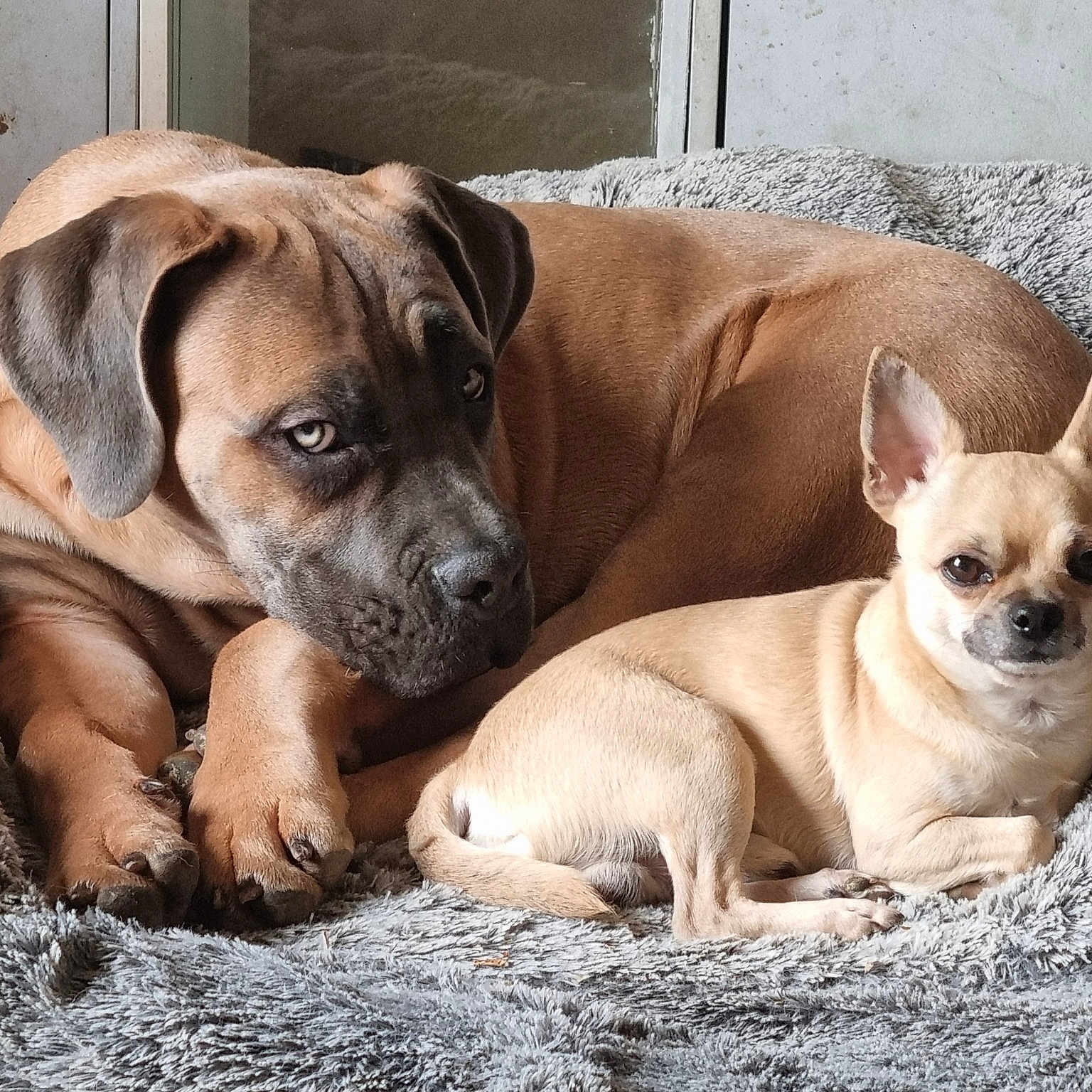 Rocket Et Uhlan