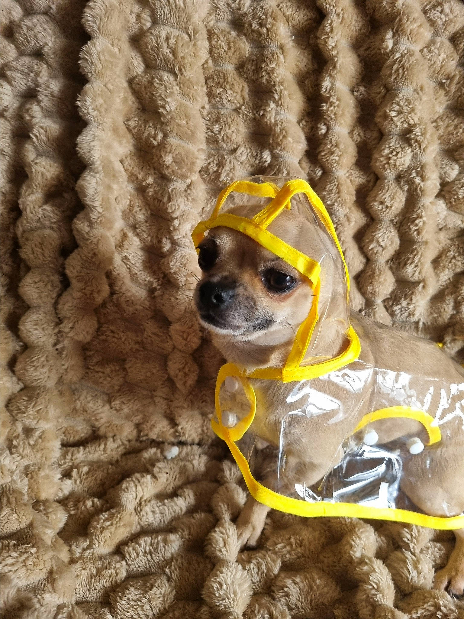 Rocket Et Uhlan participe au concours pour gagner de l'argent avec cette photo : carnivore, collar, companion_dog, dog, dog_breed, dog_clothes, dog_collar, dog_supply, eyewear, fashion_accessory, fawn, fur, leash, personal_protective_equipment, pet_supply, snout, sporting_group, toy_dog, whiskers, working_animal