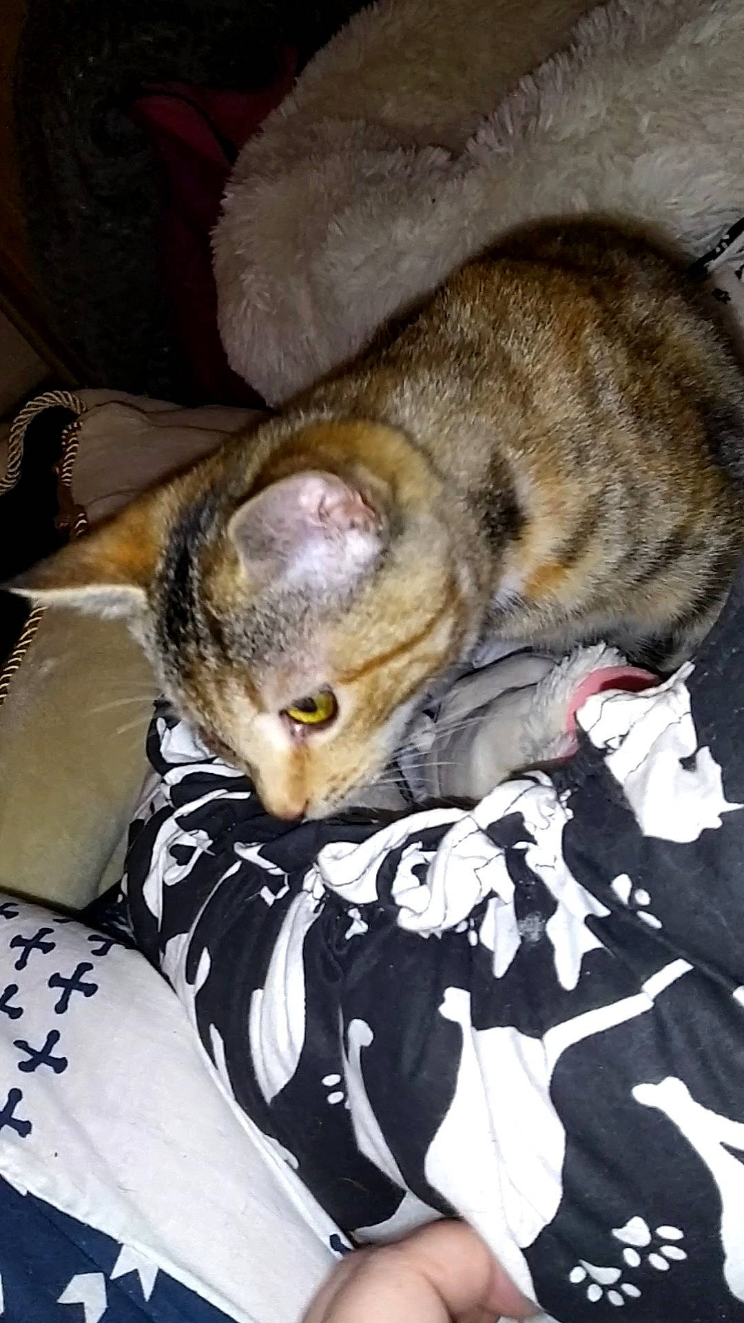 Safira a rejoint le concours — aidez-le/la à gagner de superbes lots ! carnivore, cat, claw, comfort, domestic_short_haired_cat, fawn, felidae, fur, linens, mammal, nap, paw, sleep, small_to_medium_sized_cats, snout, tail, terrestrial_animal, whiskers, wildlife