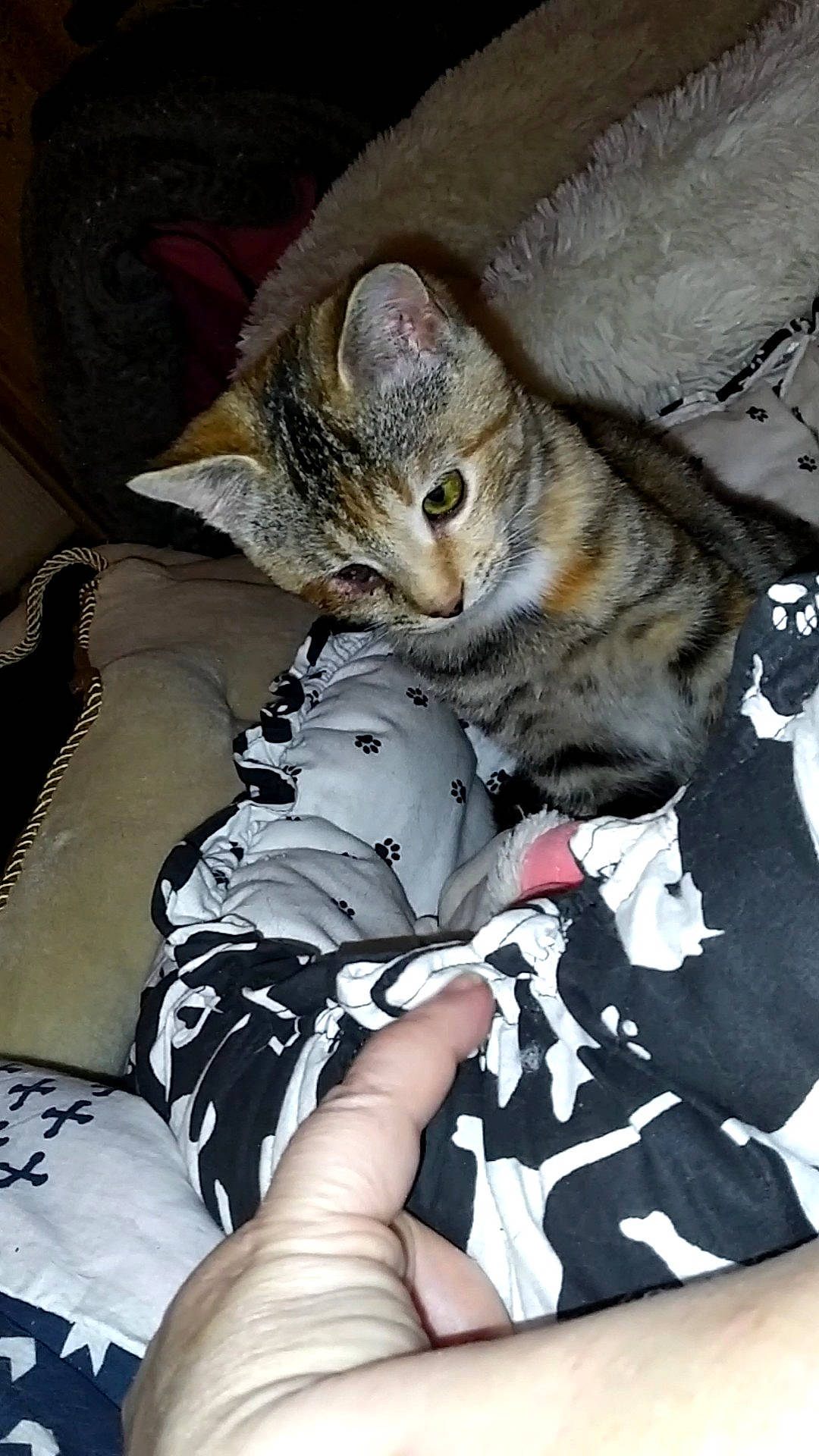 Safira a rejoint le concours — aidez-le/la à gagner de superbes lots ! bed, carnivore, cat, claw, comfort, domestic_short_haired_cat, fawn, felidae, foot, fur, human_leg, lap, nap, paw, sitting, sleep, small_to_medium_sized_cats, snout, thigh, whiskers