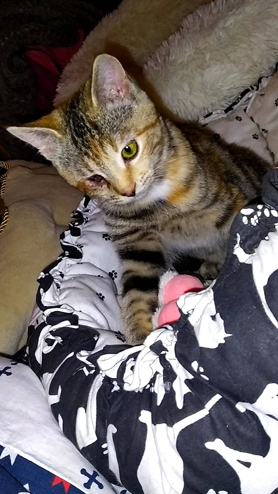 Safira participe au concours pour gagner de l'argent avec cette photo : carnivore, cat, claw, comfort, domestic_short_haired_cat, felidae, fur, paw, photo_caption, sitting, small_to_medium_sized_cats, snout, tail, terrestrial_animal, whiskers