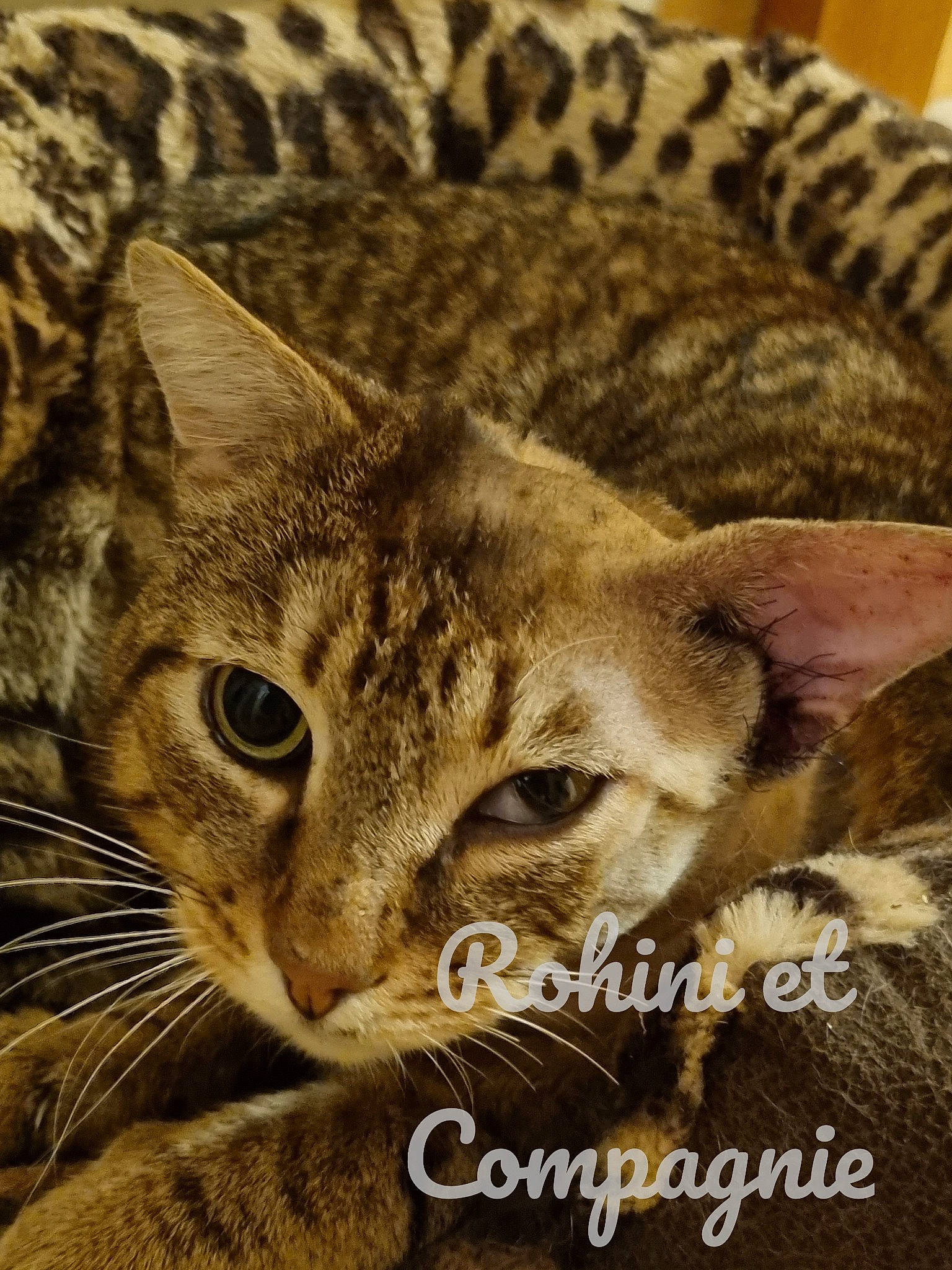 Rahotep a rejoint le concours — aidez-le/la à gagner de superbes lots ! big_cats, carnivore, cat, comfort, domestic_short_haired_cat, eye, fawn, felidae, fur, head, illustration, lynx, ocelot, photo_caption, small_to_medium_sized_cats, snout, terrestrial_animal, whiskers, wildlife