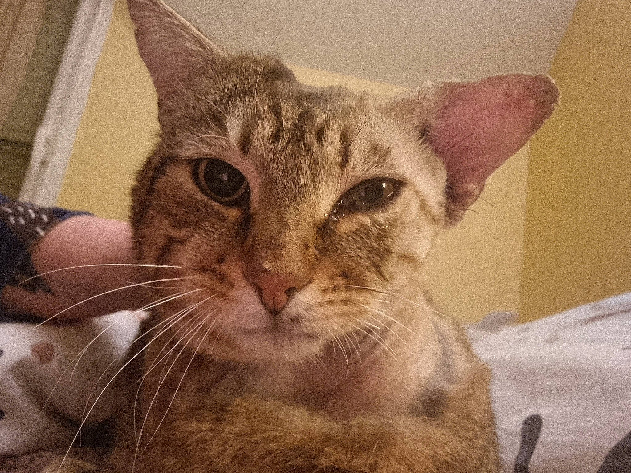 Rahotep participe au concours pour gagner de l'argent avec cette photo : carnivore, cat, claw, domestic_short_haired_cat, ear, felidae, fur, paw, small_to_medium_sized_cats, snout, terrestrial_animal, whiskers, window