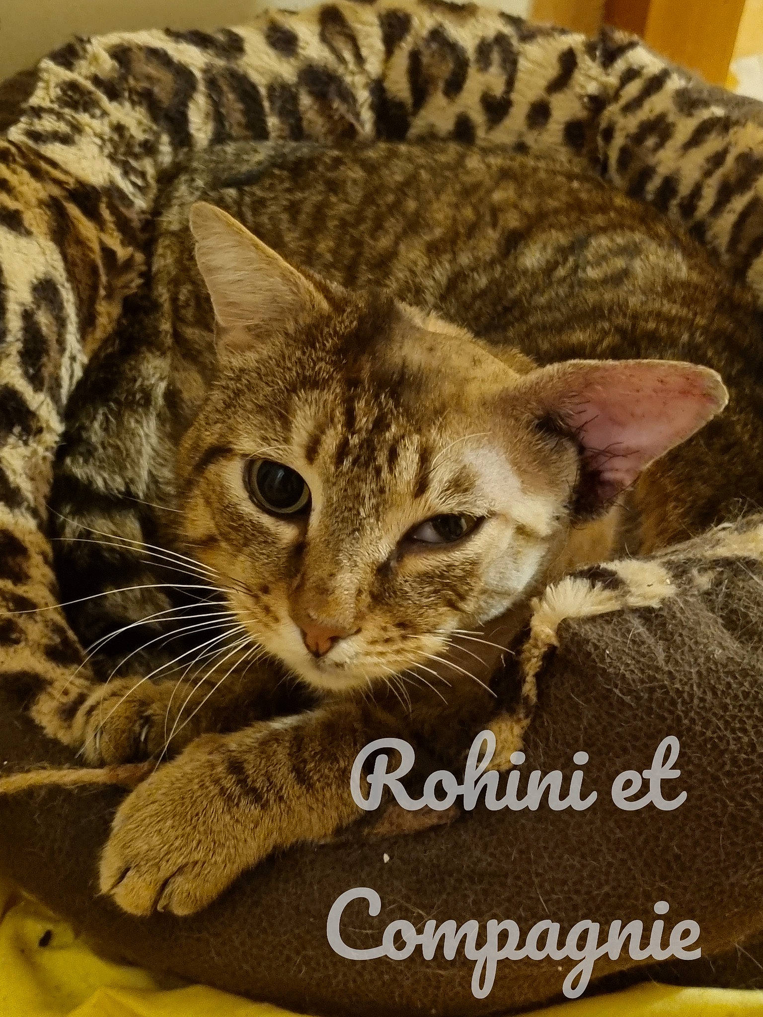 Rahotep a rejoint le concours — aidez-le/la à gagner de superbes lots ! art, carnivore, cat, cat_supply, comfort, domestic_short_haired_cat, fawn, felidae, font, fur, illustration, linens, paw, photo_caption, small_to_medium_sized_cats, snout, tail, terrestrial_animal, whiskers, wildlife