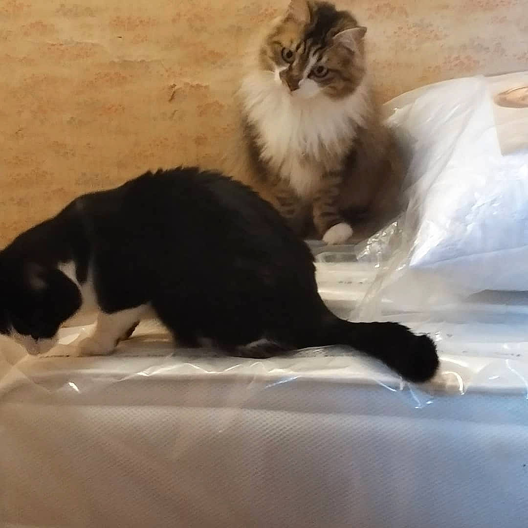 Ilaidja participe au concours pour gagner de l'argent avec cette photo : black_cat, british_longhair, carnivore, cat, claw, comfort, domestic_short_haired_cat, felidae, flooring, fur, linens, paw, small_to_medium_sized_cats, snout, tail, terrestrial_animal, vertebrate, whiskers