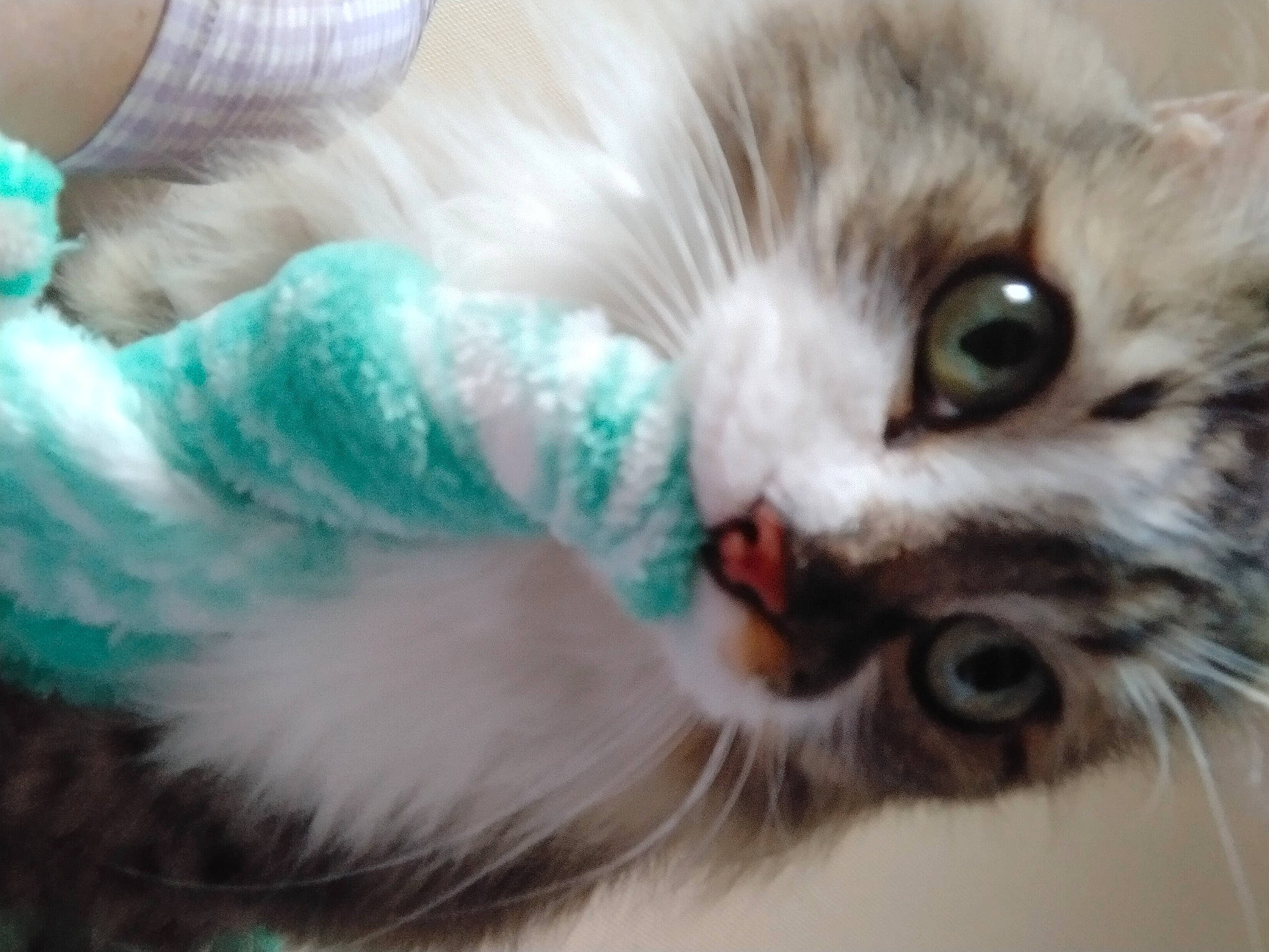 Ilaidja a rejoint le concours — aidez-le/la à gagner de superbes lots ! carnivore, cat, claw, domestic_short_haired_cat, ear, felidae, fur, paw, small_to_medium_sized_cats, snout, whiskers