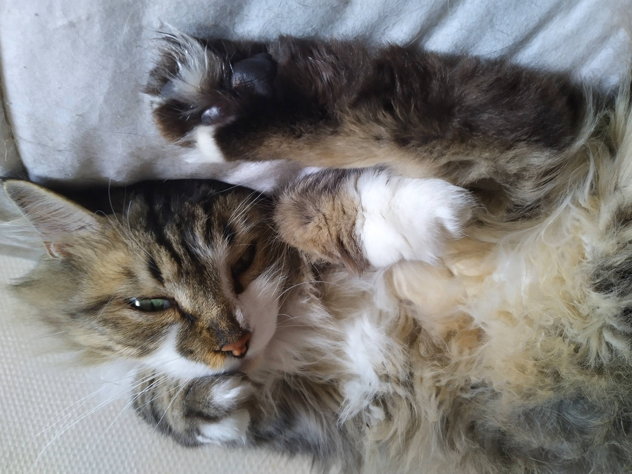 Ilaidja a rejoint le concours — aidez-le/la à gagner de superbes lots ! carnivore, cat, claw, comfort, domestic_short_haired_cat, fawn, felidae, fur, maine_coon, paw, small_to_medium_sized_cats, snout, tail, whiskers