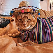 Ming joined the competition — help win amazing prizes! animal, bed, blanket, cat, colorful, cozy, cute, domestic_cat, ears, feline, fur, ginger_cat, hat, indoor, pet, poncho, resting, sombrero, striped, whiskers