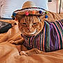 animal, bed, blanket, cat, colorful, cozy, cute, domestic_cat, ears, feline, fur, ginger_cat, hat, indoor, pet, poncho, resting, sombrero, striped, whiskers
