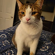 Ryry joined the competition — help win amazing prizes! cat, feline, pet, animal, portrait, close_up, tabby, white_fur, brown_fur, green_eyes, pink_nose, whiskers, ears, sitting, indoors, bedroom, blanket, floral_pattern, home, photography