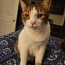 cat, feline, pet, animal, portrait, close_up, tabby, white_fur, brown_fur, green_eyes, pink_nose, whiskers, ears, sitting, indoors, bedroom, blanket, floral_pattern, home, photography