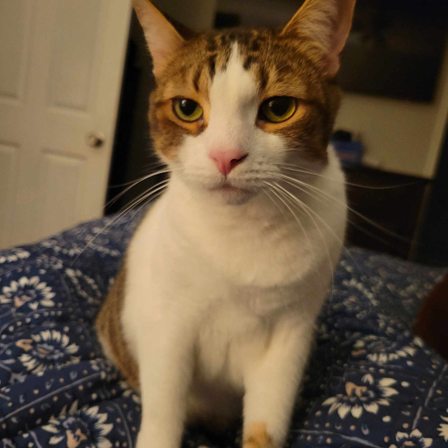Ryry joined the competition — help win amazing prizes! cat, feline, pet, animal, portrait, close_up, tabby, white_fur, brown_fur, green_eyes, pink_nose, whiskers, ears, sitting, indoors, bedroom, blanket, floral_pattern, home, photography