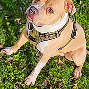Narko participe au concours pour gagner de l'argent avec cette photo : dog, pitbull, pet, grass, harness, outdoors, portrait, closeup, brown_coat, white_marking, paws, ears, nose, eyes, sitting, leash, sunlight, backyard, nature, attention