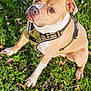 dog, pitbull, pet, grass, harness, outdoors, portrait, closeup, brown_coat, white_marking, paws, ears, nose, eyes, sitting, leash, sunlight, backyard, nature, attention