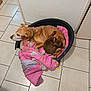 dog, puppy, pet_bed, blanket, floor_tile, indoor, cozy, snuggling, brown_dog, small_dog, large_dog, resting, curled_up, domestic, animal, companion, cute, relaxed, household, pink_blanket