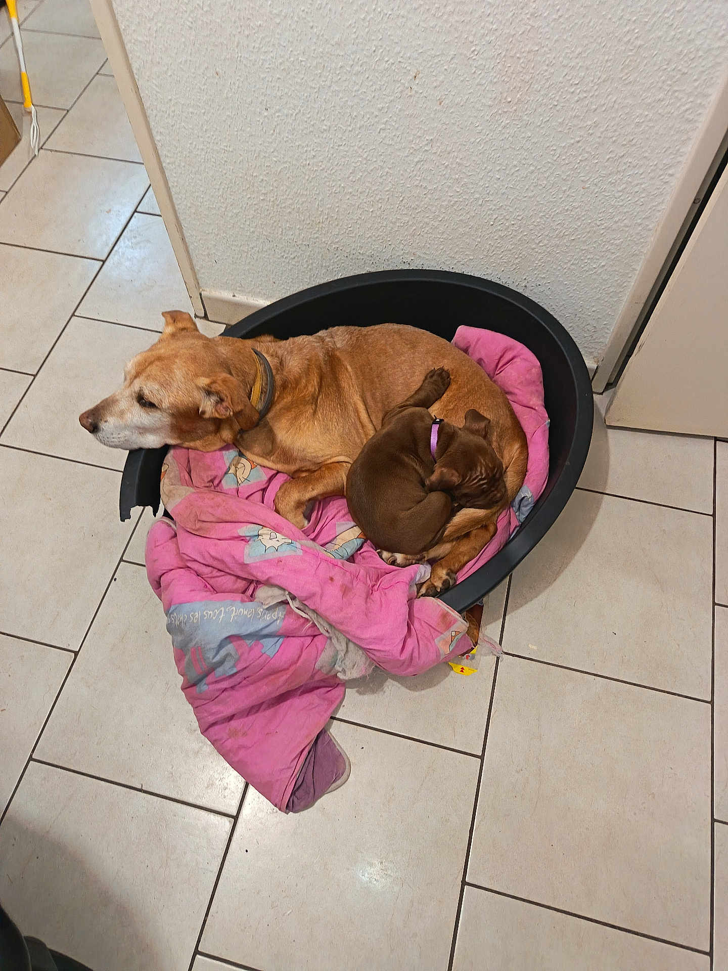 Boubouille a rejoint le concours — aidez-le/la à gagner de superbes lots ! dog, puppy, pet_bed, blanket, floor_tile, indoor, cozy, snuggling, brown_dog, small_dog, large_dog, resting, curled_up, domestic, animal, companion, cute, relaxed, household, pink_blanket