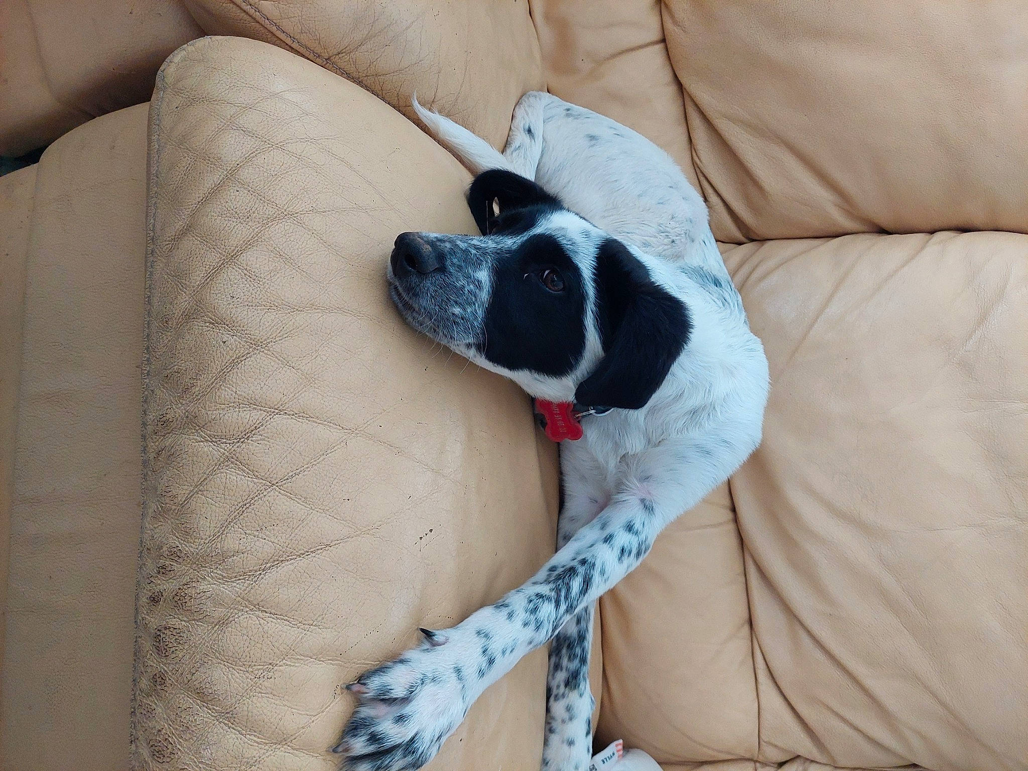 Kenaï participe au concours pour gagner de l'argent avec cette photo : canidae, carmine, carnivore, comfort, companion_dog, couch, dog, dog_breed, dog_supply, foot, furniture, human_leg, linens, non_sporting_group, paw, sitting, sporting_group, working_animal