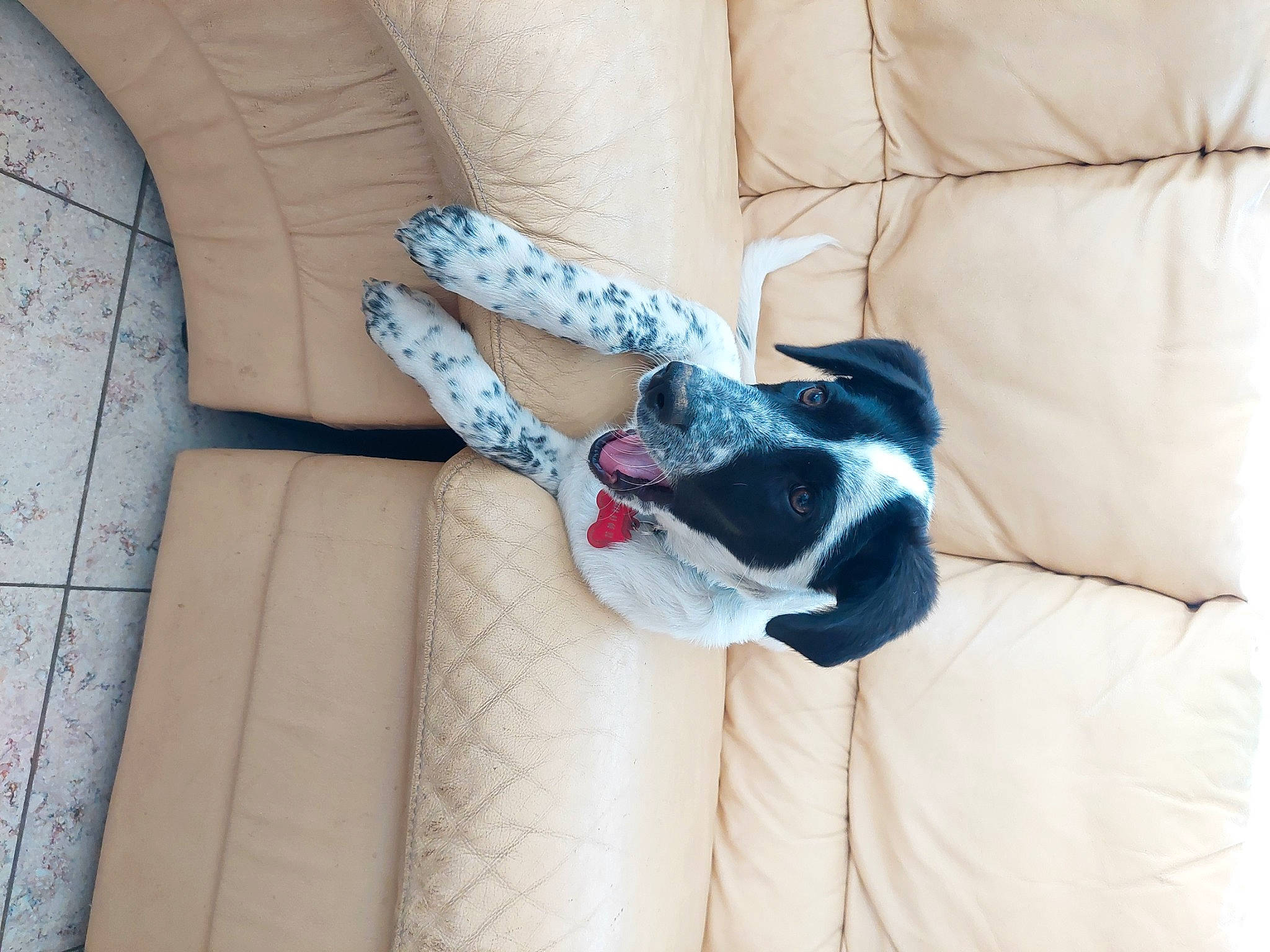 Kenaï a rejoint le concours — aidez-le/la à gagner de superbes lots ! canidae, carmine, carnivore, comfort, companion_dog, couch, dog, dog_breed, dog_supply, flooring, fur, grey, linens, non_sporting_group, pattern, room, sporting_group, tail, textile, working_animal