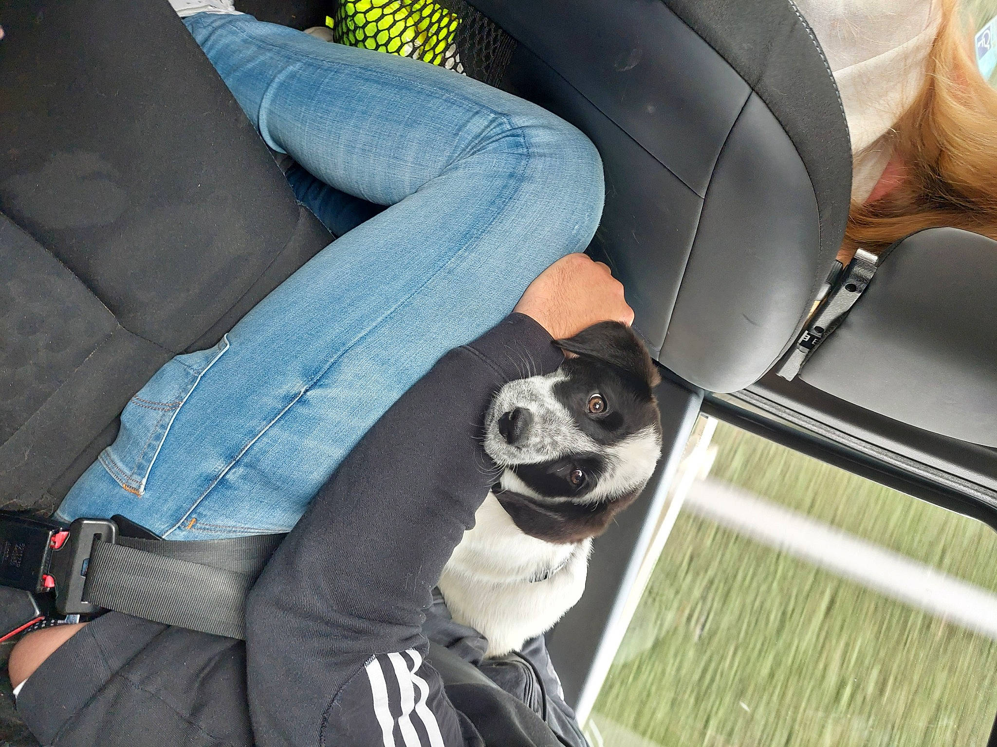 Kenaï participe au concours pour gagner de l'argent avec cette photo : auto_part, automotive_design, automotive_exterior, automotive_tire, carnivore, comfort, companion_dog, dog, dog_breed, eyewear, fawn, goggles, human_leg, jeans, motor_vehicle, sitting, sunglasses, thigh, vehicle, vehicle_door