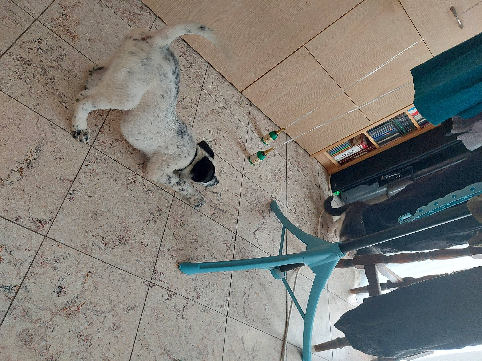 Kenaï a rejoint le concours — aidez-le/la à gagner de superbes lots ! aerospace_engineering, air_travel, aircraft, art, aviation, beak, building, ceiling, concrete, electricity, feather, flooring, glass, parrot, propeller, shadow, space, wing, wire, wood