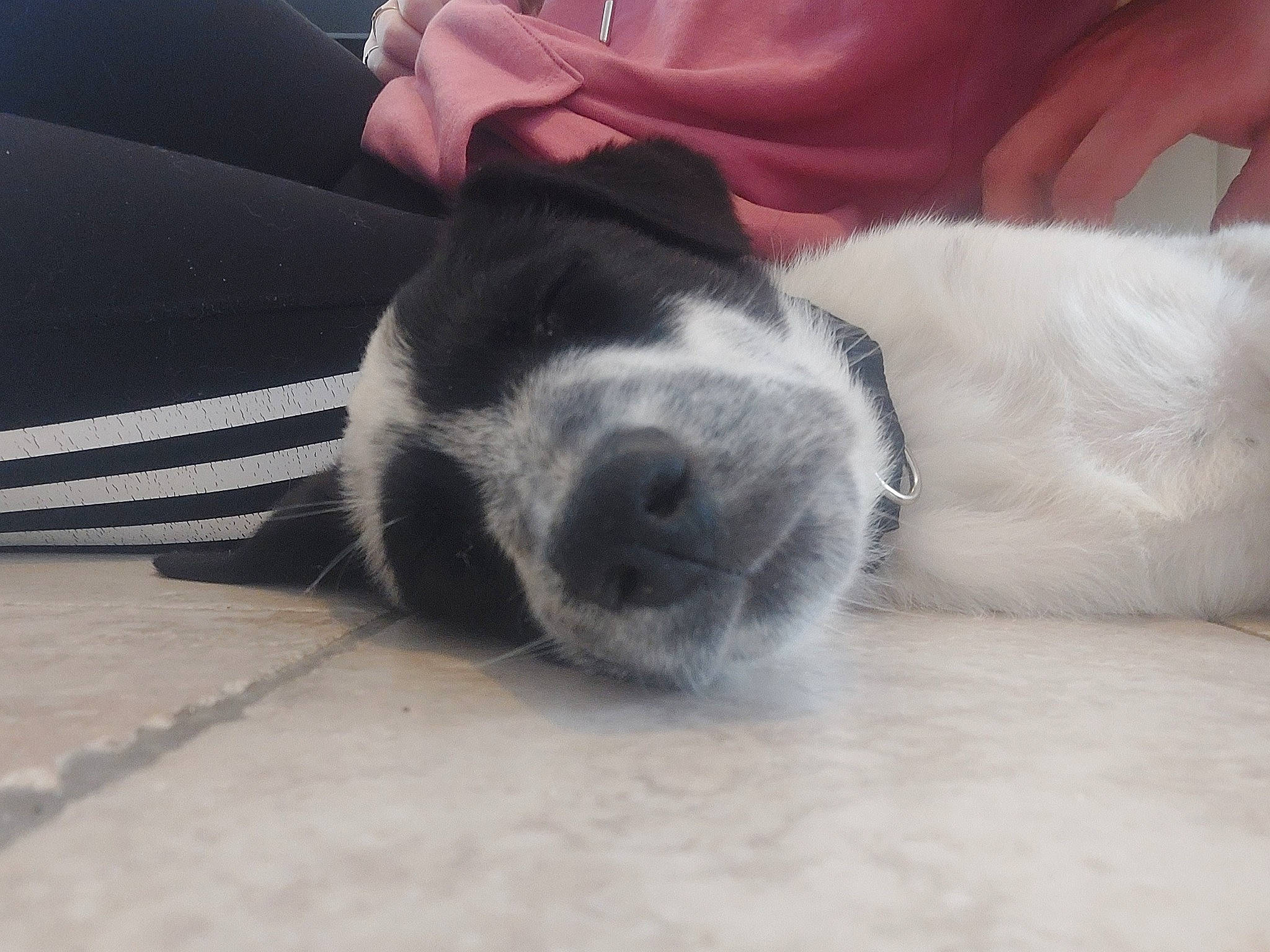 Kenaï participe au concours pour gagner de l'argent avec cette photo : carmine, carnivore, comfort, companion_dog, dog, dog_breed, flooring, foot, fur, gesture, hand, human_leg, nail, paw, snout, sporting_group, tints_and_shades, whiskers, working_animal, wrist