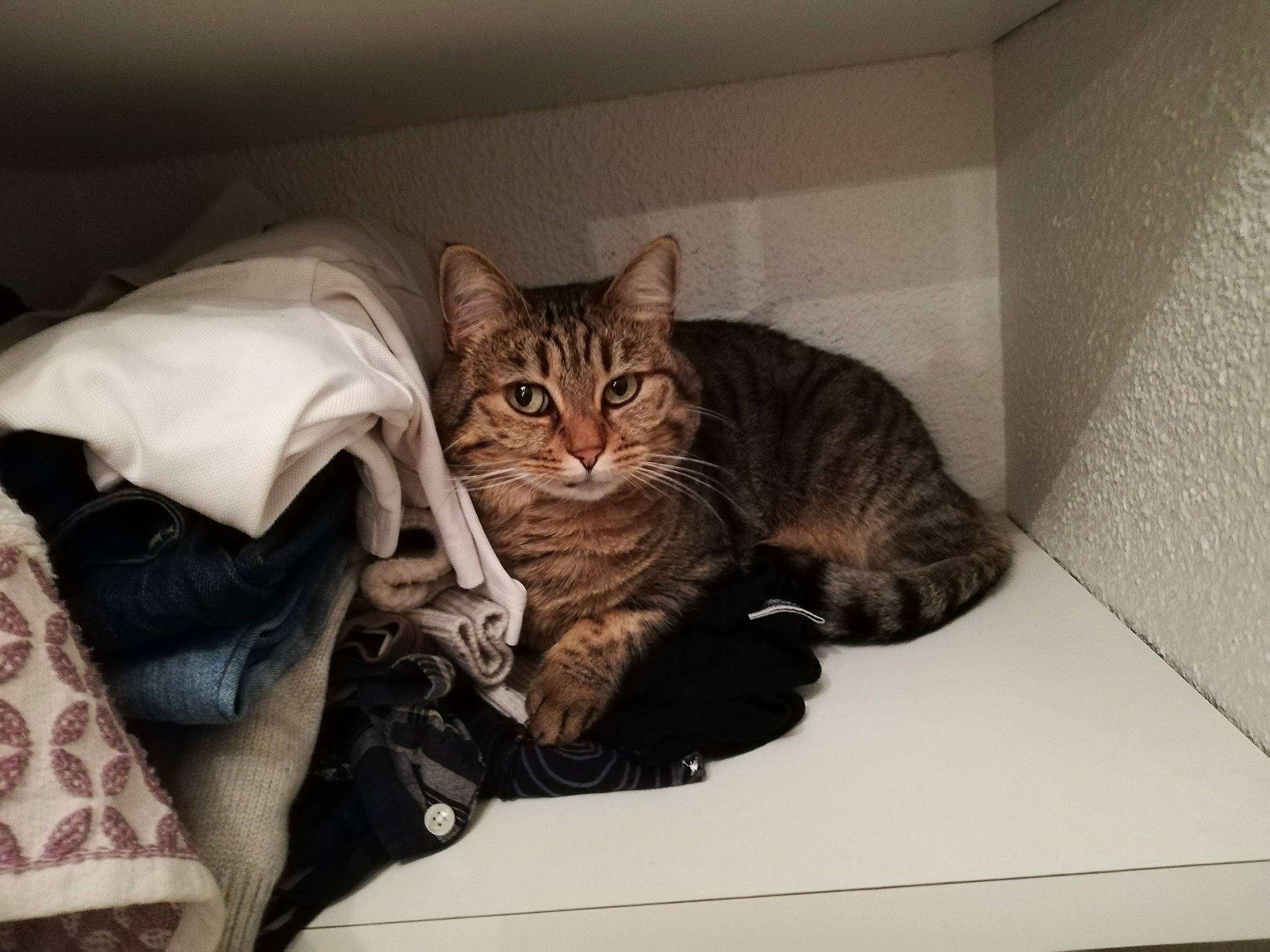 Kally participe au concours pour gagner de l'argent avec cette photo : american_shorthair, asian, bengal, california_spangled, carnivore, cat, domestic_short_haired_cat, dragon_li, ear, egyptian_mau, european_shorthair, eye, felidae, fur, kitten, ocicat, pixie_bob, small_to_medium_sized_cats, tabby_cat, whiskers