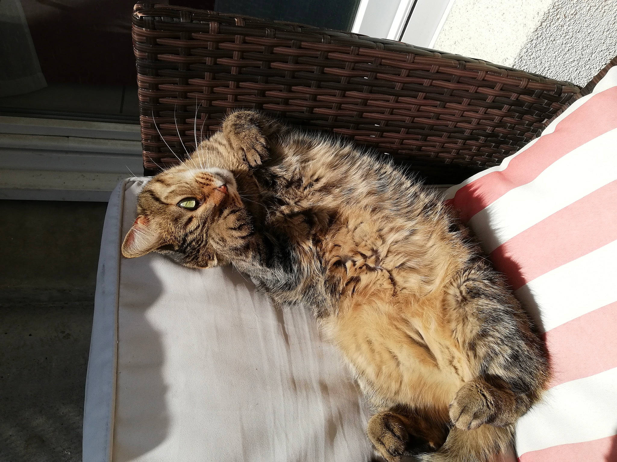 Kally a rejoint le concours — aidez-le/la à gagner de superbes lots ! carnivore, cat, domestic_long_haired_cat, dragon_li, ear, european_shorthair, felidae, fur, laperm, maine_coon, mammal, norwegian_forest_cat, small_to_medium_sized_cats, snout, tabby_cat, tail, whiskers, wild_cat