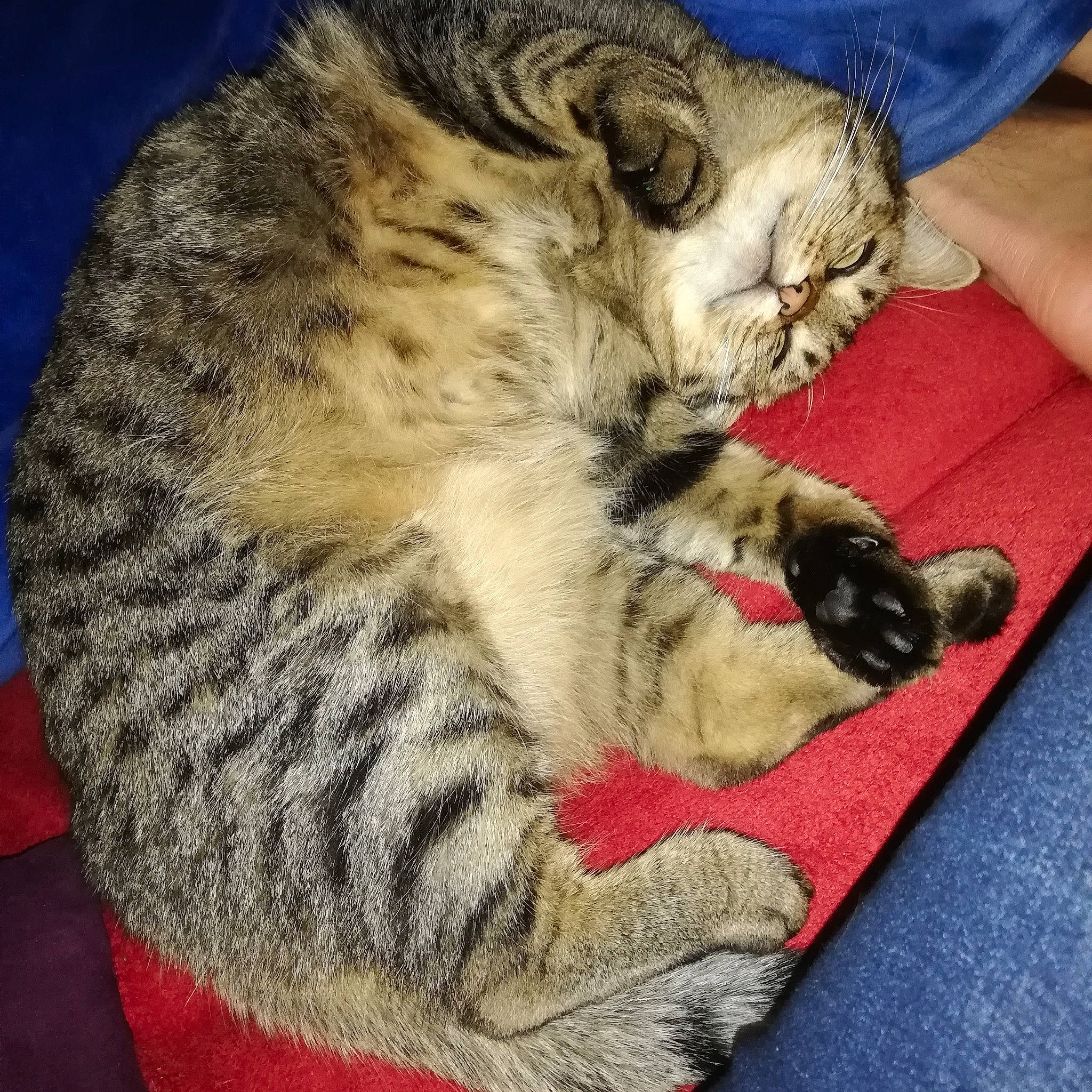Kally participe au concours pour gagner de l'argent avec cette photo : american_shorthair, california_spangled, carnivore, cat, domestic_short_haired_cat, dragon_li, egyptian_mau, european_shorthair, felidae, fur, kitten, mammal, nap, paw, pixie_bob, sleep, small_to_medium_sized_cats, snout, tabby_cat, whiskers