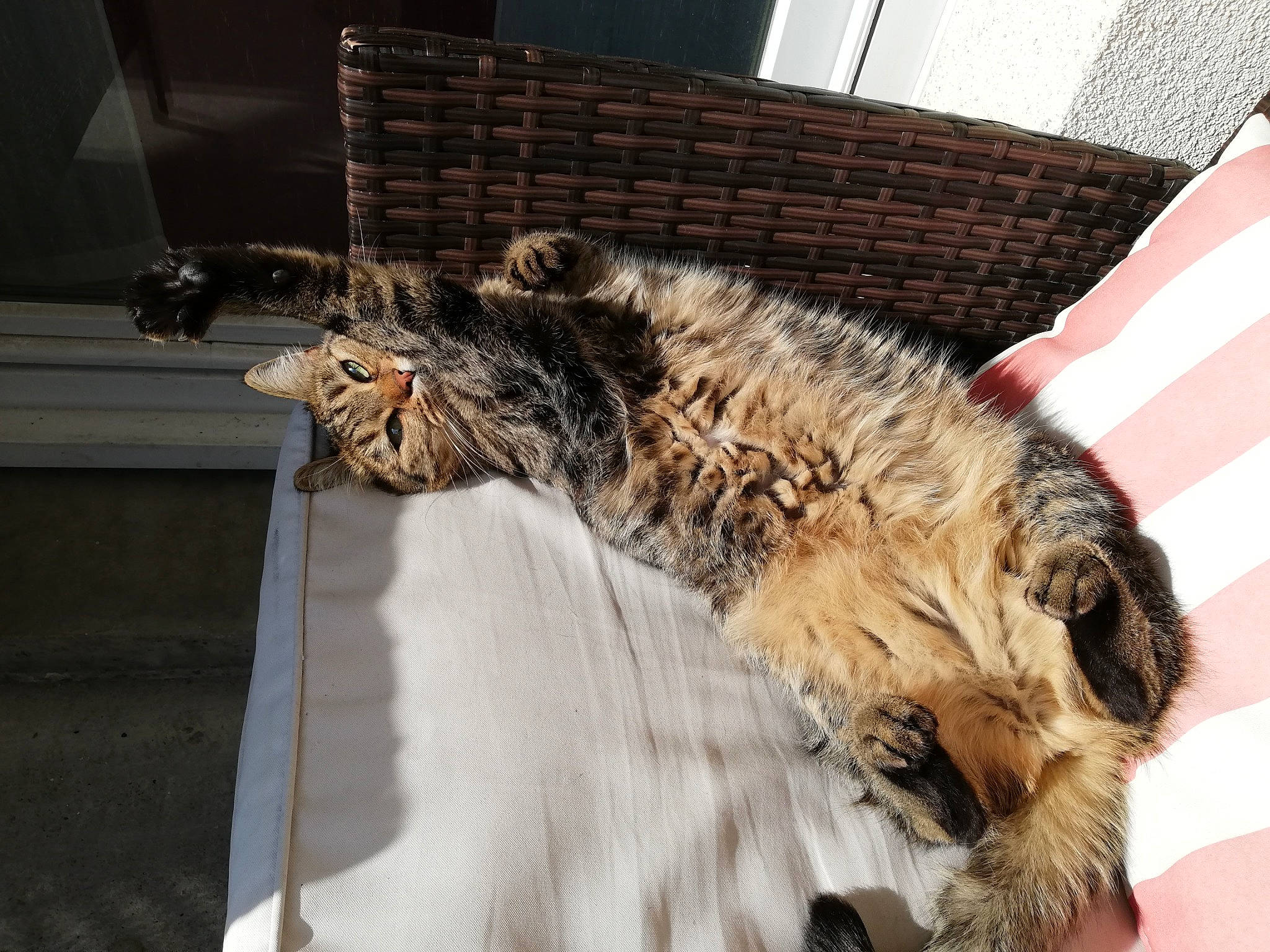 Kally participe au concours pour gagner de l'argent avec cette photo : carnivore, cat, domestic_short_haired_cat, dragon_li, european_shorthair, felidae, fur, maine_coon, mammal, norwegian_forest_cat, pixie_bob, small_to_medium_sized_cats, snout, tabby_cat, whiskers, wild_cat