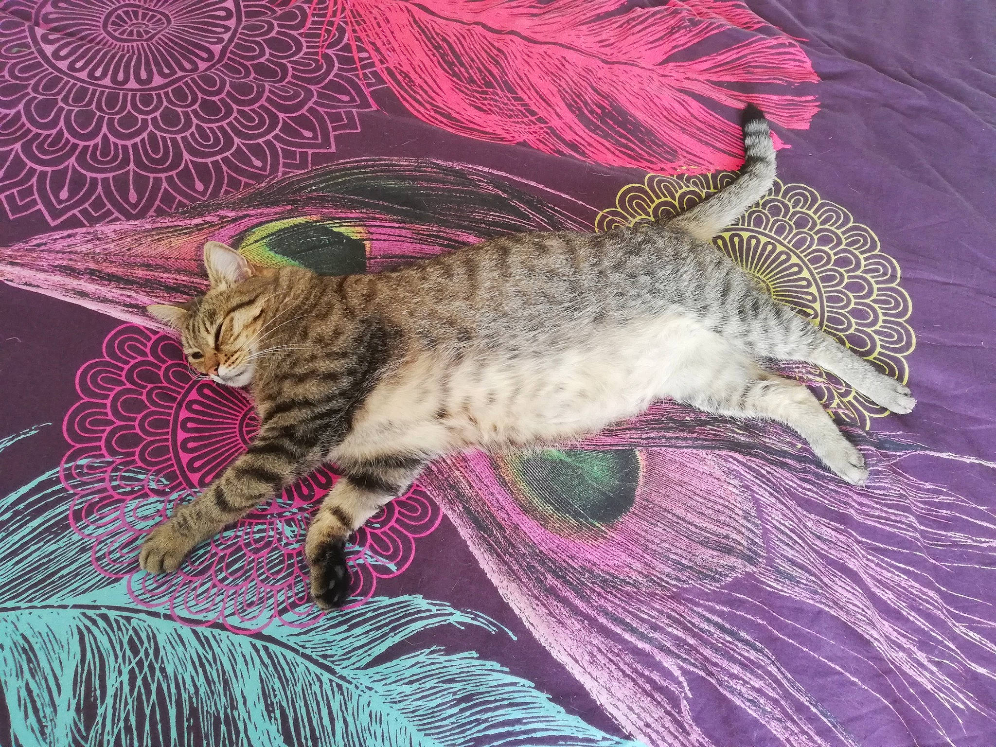 Kally a rejoint le concours — aidez-le/la à gagner de superbes lots ! art, carnivore, cat, claw, comfort, domestic_short_haired_cat, felidae, fur, linens, magenta, nap, pattern, paw, pink, purple, small_to_medium_sized_cats, tail, terrestrial_animal, whiskers, wildlife