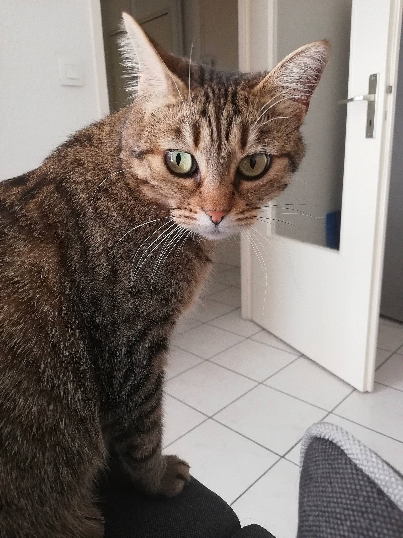Kally a rejoint le concours — aidez-le/la à gagner de superbes lots ! carnivore, cat, cat_supply, claw, comfort, domestic_short_haired_cat, door, felidae, flooring, fur, paw, sitting, small_to_medium_sized_cats, snout, tail, terrestrial_animal, whiskers, window