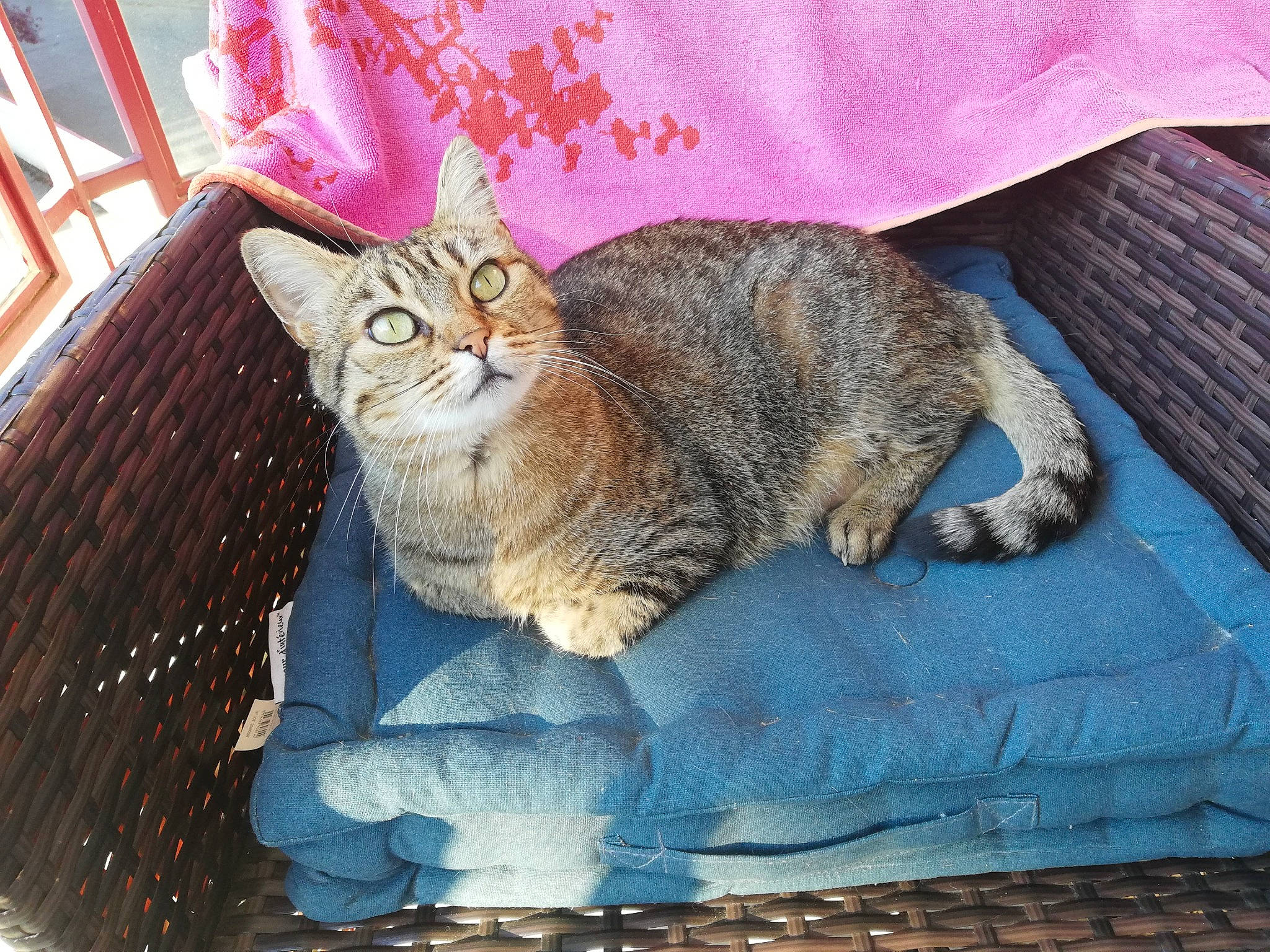 Kally participe au concours pour gagner de l'argent avec cette photo : carnivore, cat, cat_supply, claw, comfort, domestic_short_haired_cat, fawn, felidae, fur, linens, magenta, paw, pet_supply, small_to_medium_sized_cats, tail, textile, tree, whiskers, window, wood