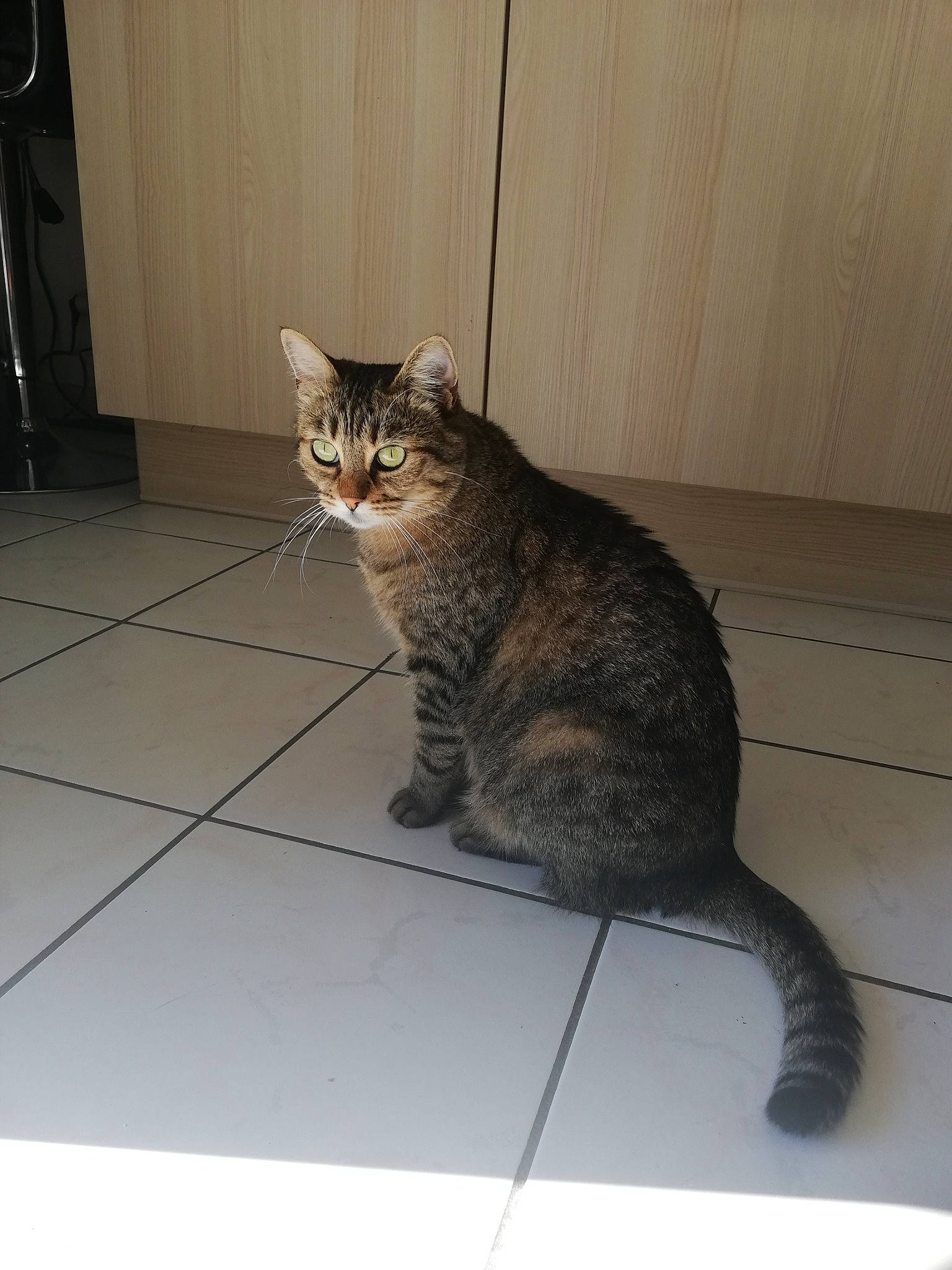 Kally a rejoint le concours — aidez-le/la à gagner de superbes lots ! carnivore, cat, claw, domestic_short_haired_cat, fawn, felidae, floor, flooring, foot, fur, grey, hardwood, paw, small_to_medium_sized_cats, snout, tail, terrestrial_animal, whiskers, window, wood
