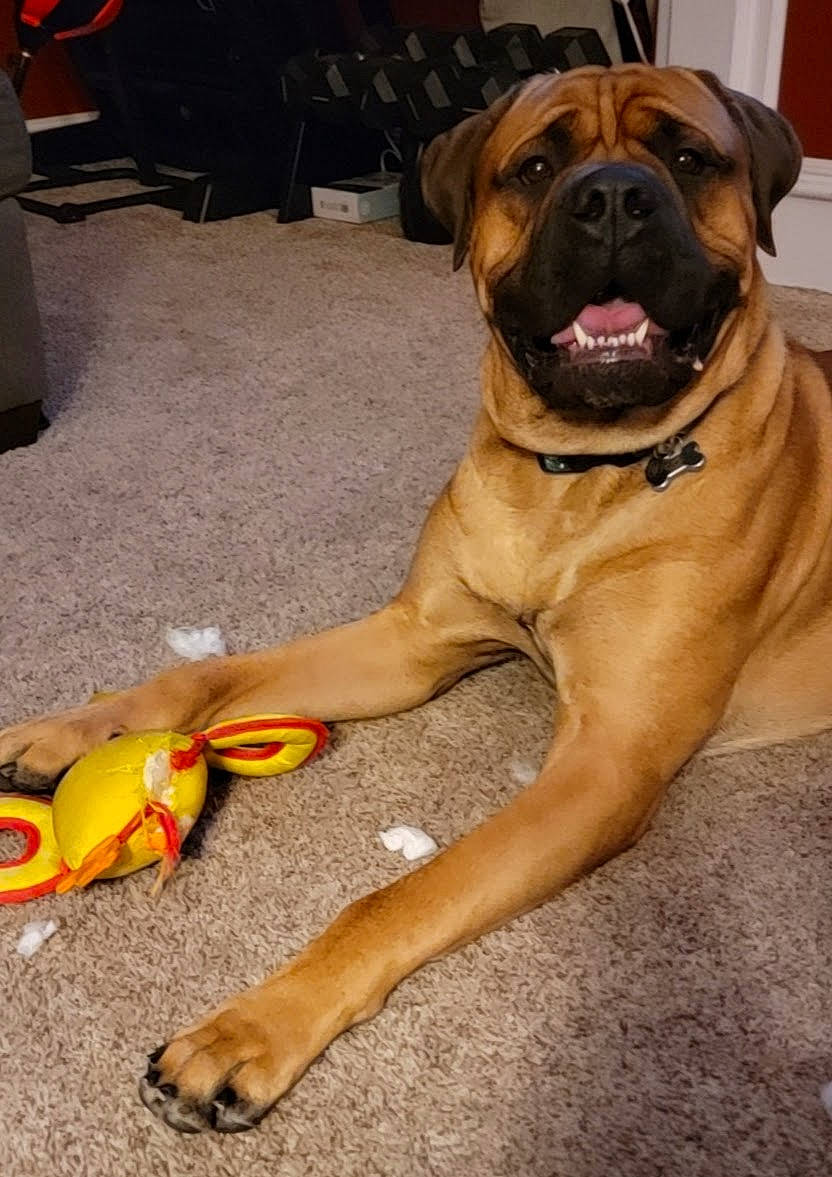 Riggs joined the competition — help win amazing prizes! carnivore, chair, collar, companion_dog, dog, dog_breed, dog_collar, dog_supply, fawn, flooring, foot, human_leg, knee, molosser, paw, snout, sporting_group, thigh, toy, working_dog